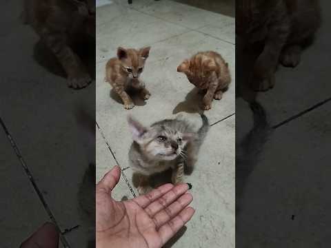 #three#brother#cat#youtabe_short_video#min darai