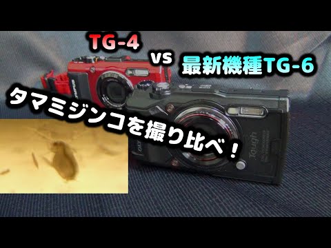 4K映像】 オリンパス TG-6 導入！ 開封 起動 TG-4 との比較
