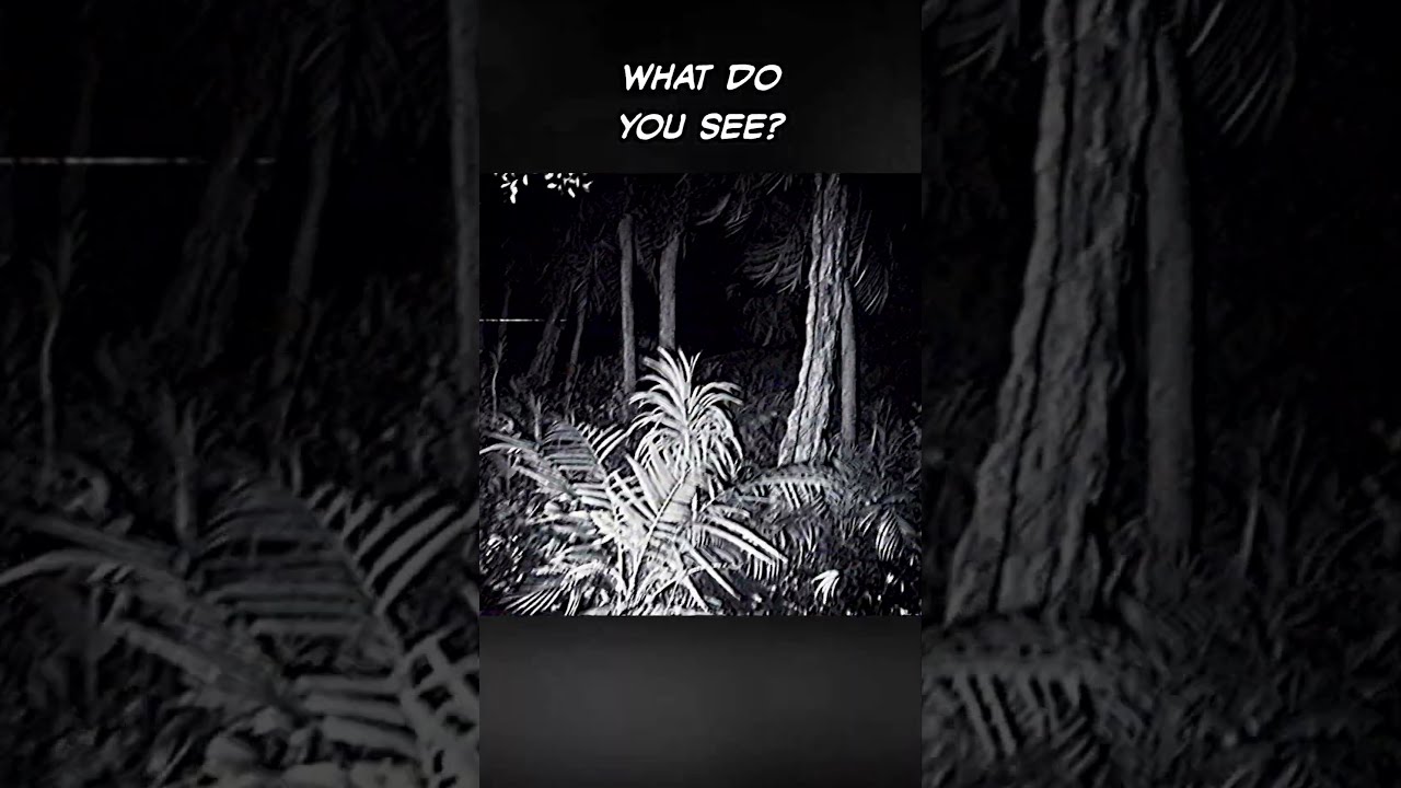 Giant Spiders In The Congo J Ba Fofi VHS Analog Horror Part 2
