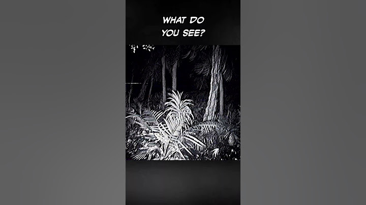 Giant Spiders in The Congo (J'ba Fofi) | VHS Analog Horror | Part 2