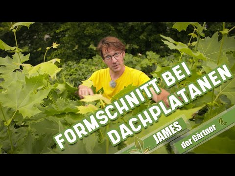 Video: Beschneiden von Platanen: Wie man eine Platanen beschneidet