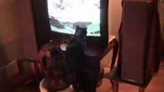 Cat TV by Matt Wilson 109 views 17 years ago 30 seconds