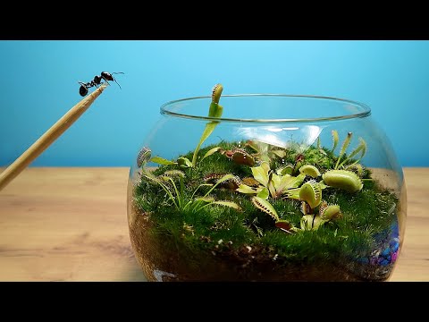 Приключения муравьев в террариуме с хищными растениями! Кто выживет?