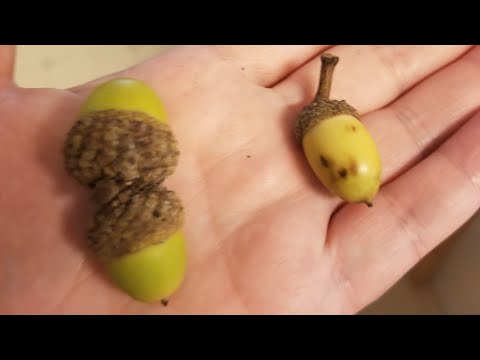 What's inside an acorn? || Acorn dissection || Falling for Science