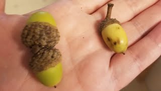 What's inside an acorn? || Acorn dissection || Falling for Science