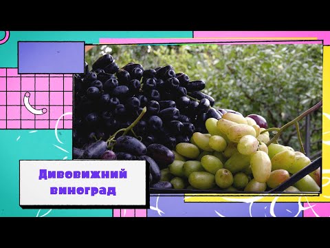 Виноград як слива – пенсіонер Анатолій Люмін вирощує дивовижні ягоди