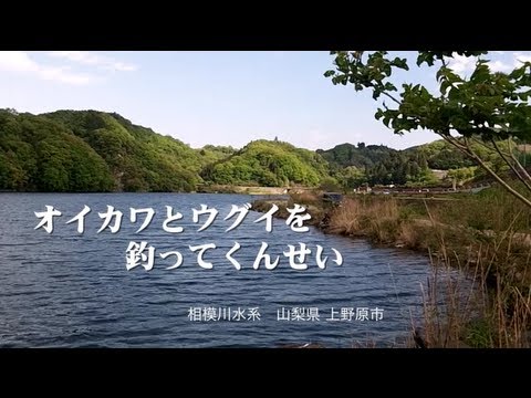 オイカワとウグイを釣ってくんせい River Fishing Catch And Eat Youtube