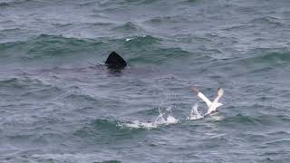 Gannets and Basking Sharks  12 may 2024