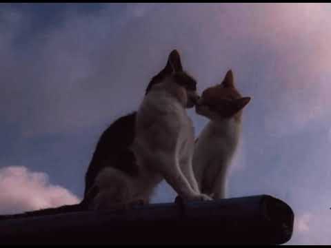 patrick watson - sit down beside me (slowed)