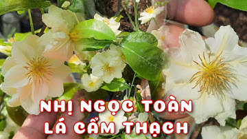 Cây Nhị Ngọc Toàn lá Cẩm thạch | 0386569374 - Ngọc Ngân Bến Tre | Chuyên cây độc lạ