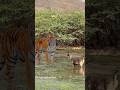 Tiger In Ranthambore With Sambar Deer Warning Call Tiger Deer Call Facts Tiger In Ranthambore With Sambar Deer Warning Call Tiger Deer Call Facts