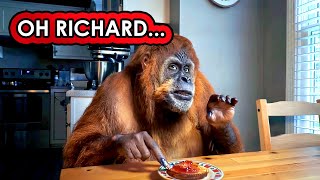 My roommate is an orangutan