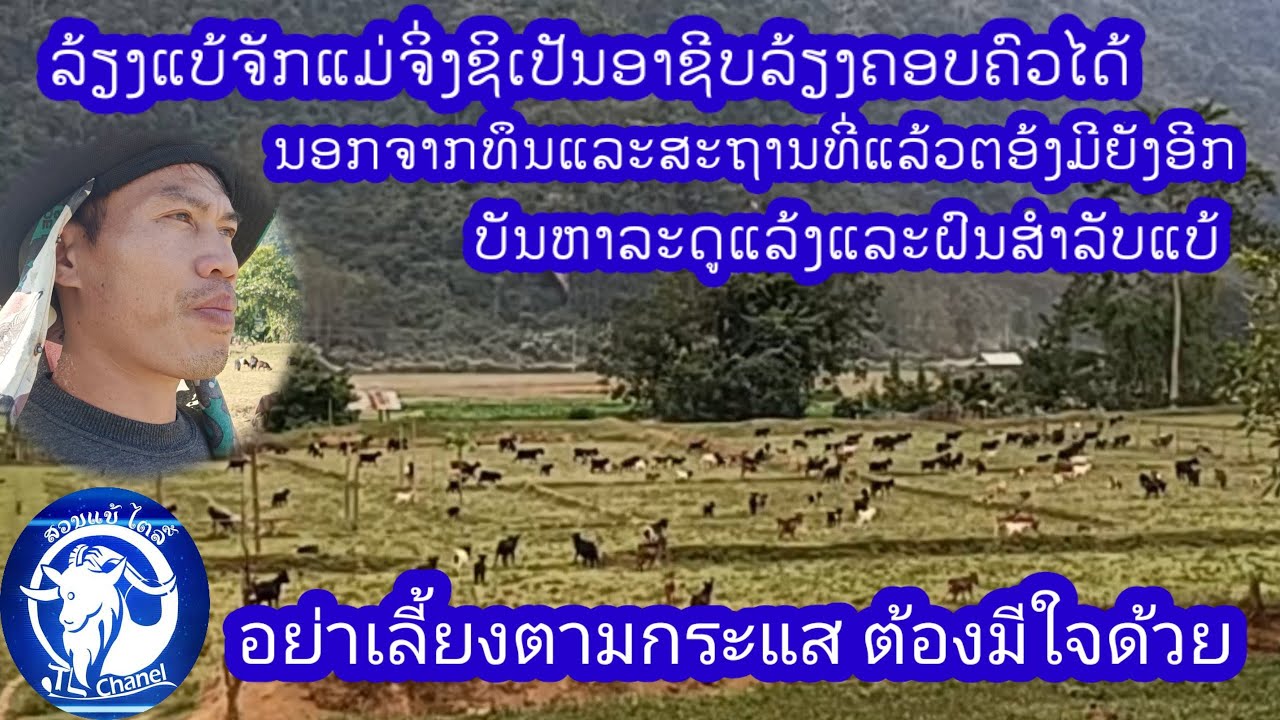 เลี้ยงแพะกี่ตัวถึงจะเป็นอาชีพหลักของครอบครัว/ปัญหาของการเลี้ยงแพะหน้าแล้ง หน้าฝน