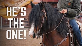 We Searched the Whole Auction for the PERFECT Horse