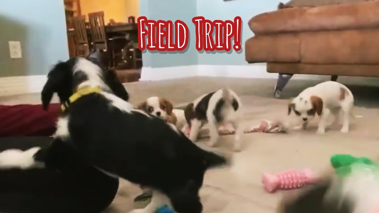 Puppies Wrestle and Play