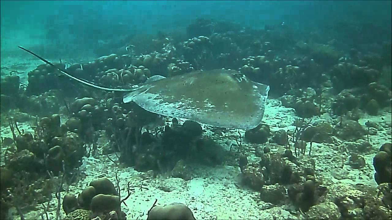 BARBADOS SCUBA DIVING. Heywoods Beach YouTube