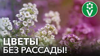 ПОСЕЙТЕ ЭТИ ЦВЕТЫ СРАЗУ В ГРУНТ! Самые красивые и неприхотливые однолетние цветы для сада