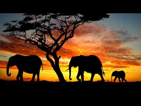 Pavel Petrov & Gruuve - Congo // Original Mix