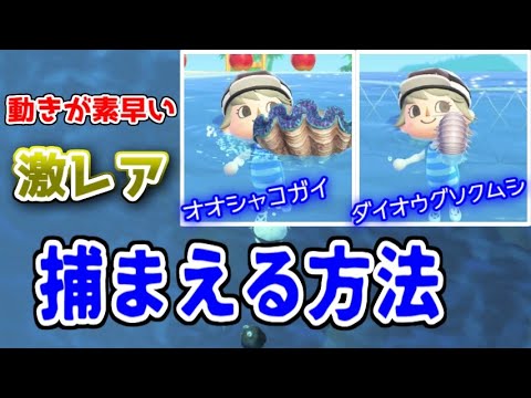 【あつ森】素潜りで”激レア”な海の幸を捕まえる方法【あつまれどうぶつの森】