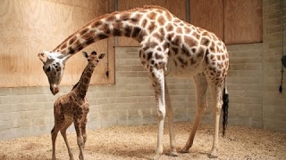 April the Giraffe FINALLY Giving Birth!! Animal Adventure Park Giraffe Cam  🔴 LIVE NOW