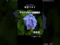 ヤマアジサイ品種紹介その5 40kara's Natural Garden #ガーデニング #ヤマアジサイ #アジサイ
