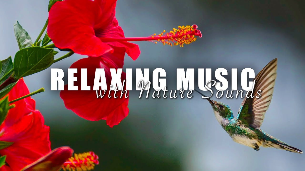 Relaxing Music With Nature Sounds Relax Music To Reduce Anxiety And