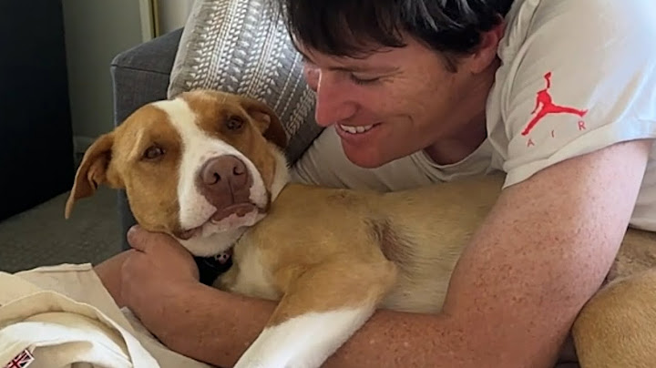 Rescue dog steals woman's boyfriend