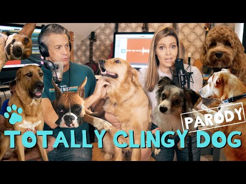 Video: Sådan Håndteres Clingy Dog Behavior