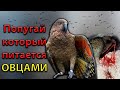 Попугай который питается овцами