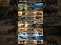 Animals Battle #animals #viral #shorts
