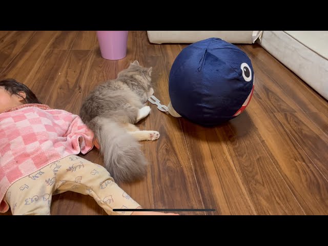 巨大なぬいぐるみを口で運ぶ猫 サイベリアン - YouTube