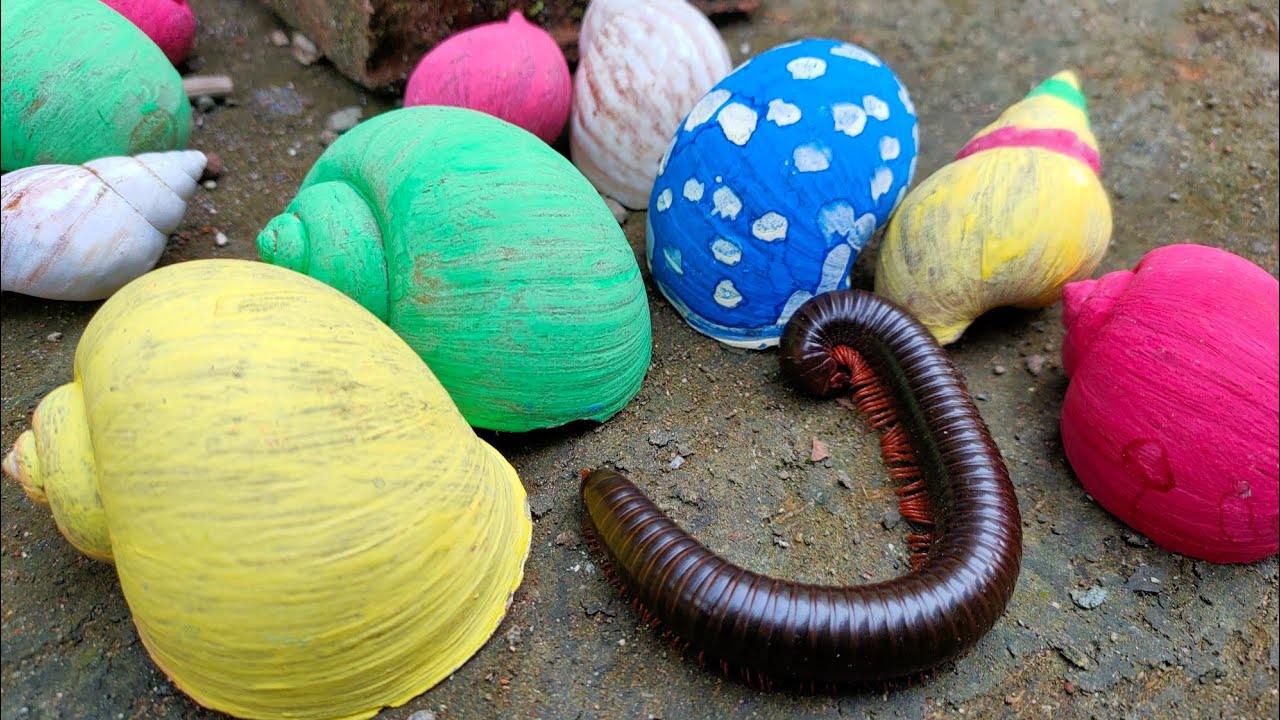 KAKI SERIBU JUMBO dan Berburu SIPUT Warna Warni Siput Albino
