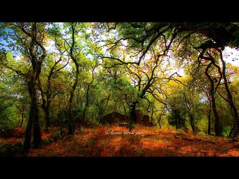 Spot-Promo; Il Bosco di RudÃ¬na (Ferruzzano)