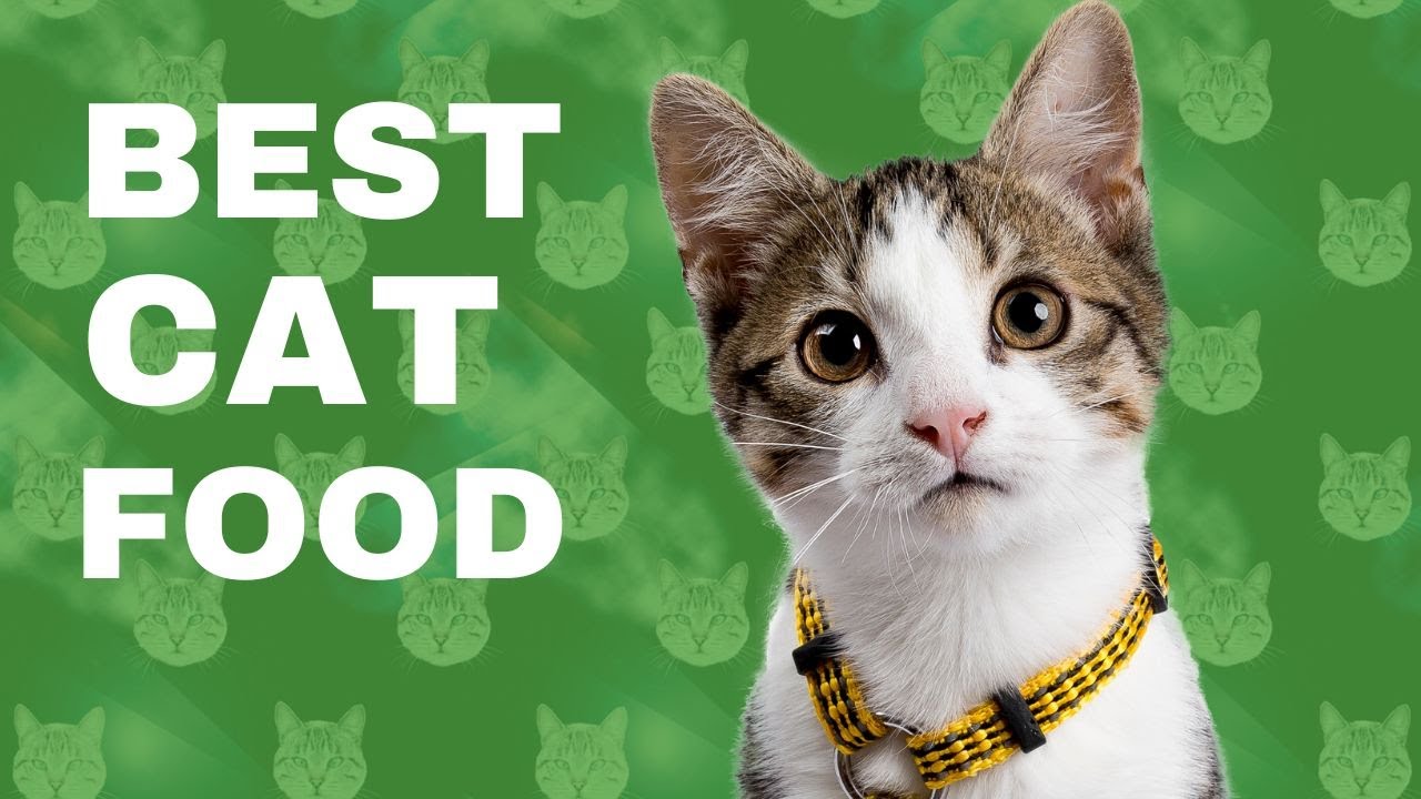  top 5 best cat food healthy nutritious cat food for your furry