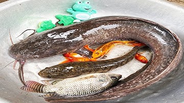 Kem Chanel lấy xe rùa đi bắt cá được cá trê khổng lồ, cá chép, cá vàng, con ếch thả về bể bơi