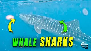 Whale Sharks' Close Encounter