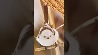 cute white bird 🕊️💕 #shorts #video #ytshorts #shortvideo #birds #edit