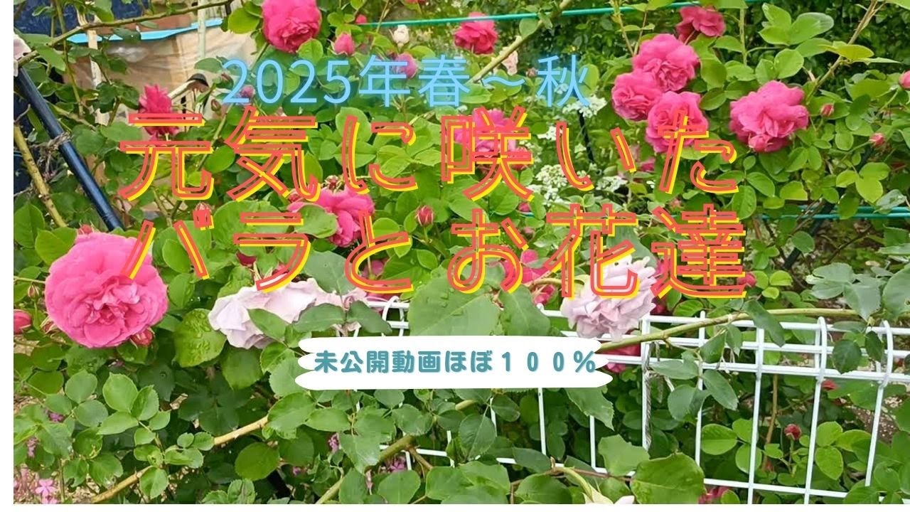 2025年　元気に咲いたお花達
