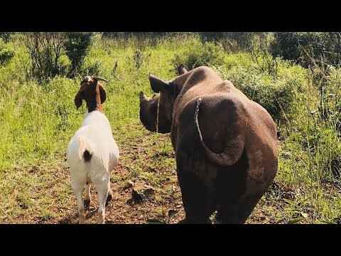 Video: Pet Scoop: Donkey Befriends Rhino zooloģiskajā dārzā, 8 ostas roņu zīmogi, kas glābti Alaska