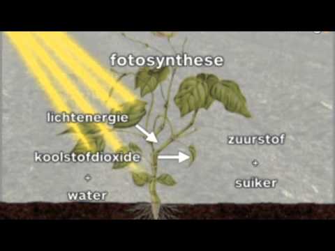 Video: Hoe worden palissadecellen aangepast voor fotosynthese?