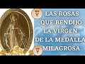 🔴LAS ROSAS QUE BENDIJO LA SANTÍSIMA VIRGEN DE LA MEDALLA MILAGROSA 730 DÍAS INTACTAS