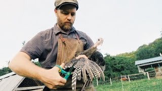 Clipping the Turkeys Wings