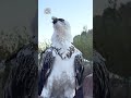Vulture swallows a big bone whole 😳🤯 (🎥 ViralHog)