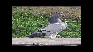 TİTREK BOYUNLU KERKÜK OYUN KUŞU VİDEOSU,Pikeli,Uzun fişekli,pigeon,حمامة, कबूतर,Taube, merpati, Resimi