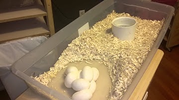 Ball Python clutch #2 2015 @ Queen City Constrictors