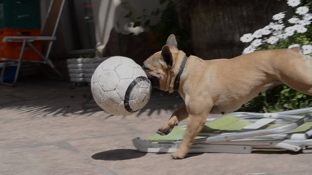 Bulldog frances jugando, French Bulldog playing YouTube