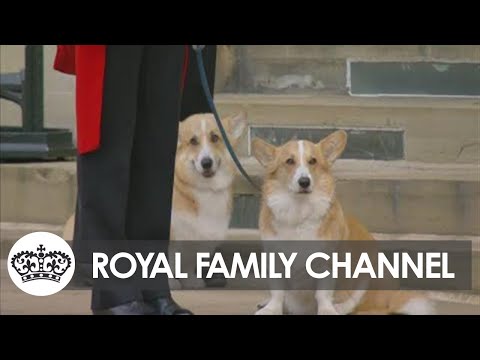 Queen’s Beloved Horse and Corgis Watch her Final Journey