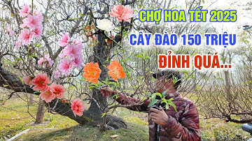 QUÁ ĐỈNH CHỢ HOA KIỂNG TẾT 2025 CÂY ĐÀO 150 TRIỆU - LẠC VÀO THỦ PHỦ ĐÀO QUẤT TỨ LIÊN
