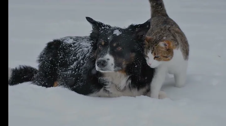 Why is cold weather and deep freeze dangerous for pets?