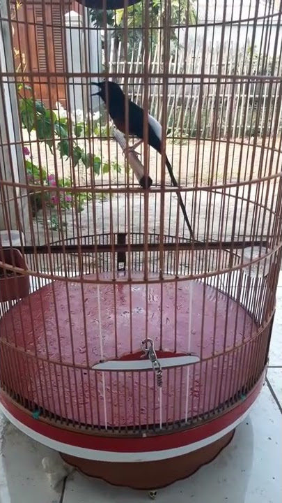 MURAI BATU tembakan cililin panjang Ken Arok LMC Malang